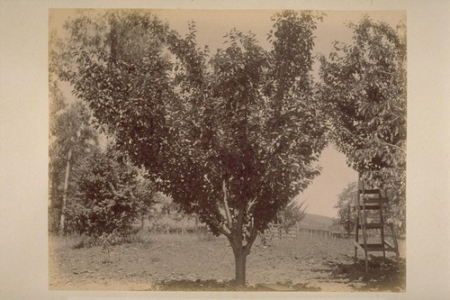 Cherry Tree, in Caleb Carriger Orchard