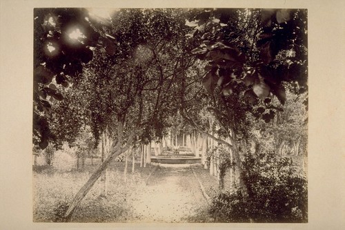 Fountain in Olive Grove, Lachryma Montis