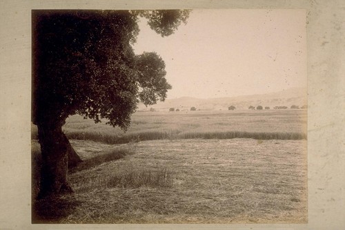 Hay Fields, on Land of Sonoma Valley Improvement Company, at El Verano. This land is offered for sale by this Company in subdivisions of from five to twenty acres, on easy terms