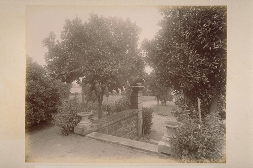 View in Grounds of Col. Rogers, Showing Orange and Lemon Trees