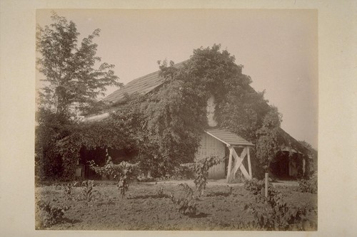 Winery of O. Rufus, Overgrown with Ivy