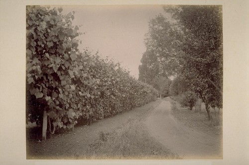 Entrance Drive and Grape Arbor, Ewell Residence