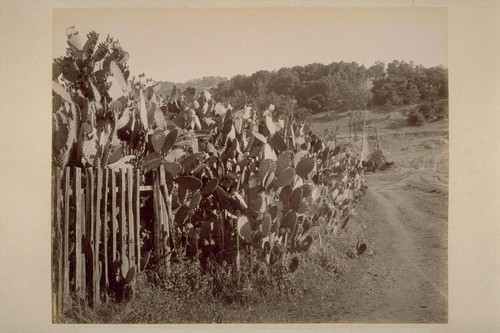 Cactus Hedge, at Lachryma Montis