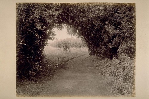 Natural Arch of Laurels, on road from Residence of Geo. H. Maxwell to El Verano, looking East, Showing Prune Orchard Beyond