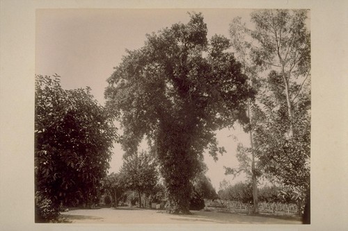 Ivy-Covered Oak, and Orchard of C. F. Leiding