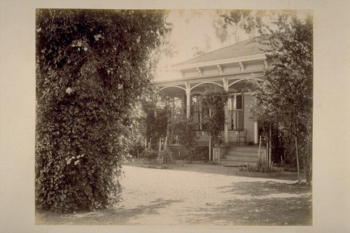 Residence of C. F. Leiding, Sonoma Valley, Showing Ivy-Covered Oak