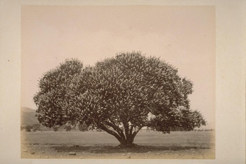 A Buckeye Tree, Sonoma Valley