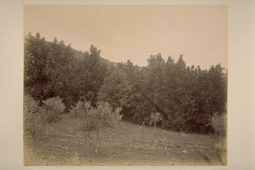 "Sobre Vista", Chestnut and Walnut Orchard of Col. Geo. F. Hooper