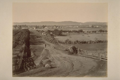 The Town of Sonoma, Showing Cactus and Adobe House