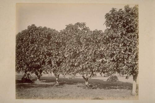 Fig Trees, at Lachryma Montis