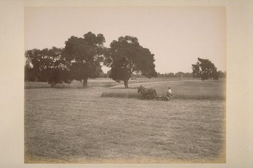 Cutting Hay, on Land of Sonoma Valley Improvement Company, at El Verano. This land is offered for sale by this Company in subdivisions of from five to twenty acres, on easy terms