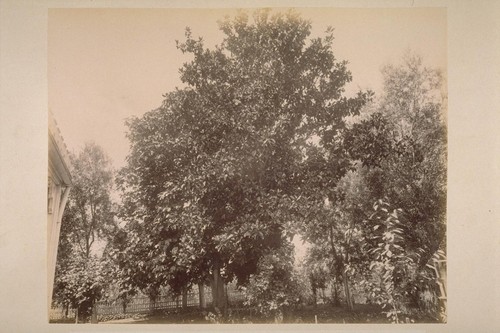 Magnolia Tree, Lachryma Montis