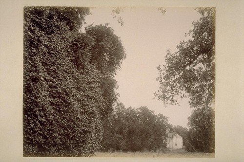 Wild Grape Vines, on the Bank of Sonoma Creek, adjoining El Verano, on Farm of Geo. H. Maxwell