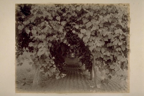 Grape Arbor and Hammock, Ewell Residence