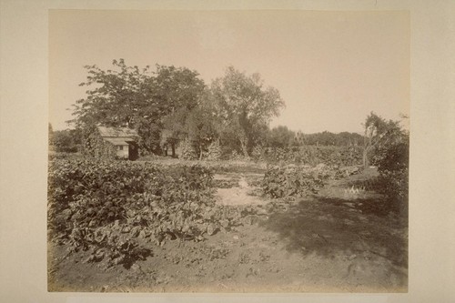 Sugar Beets, Farm of O. Rufus