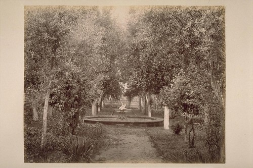 Fountain in Olive Grove, Lachryma Montis