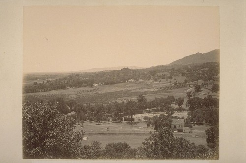 Vineyard of Hon. Wm. McPherson Hill