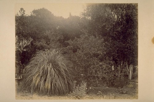 Grove of Oranges and Olives, Lachryma Montis