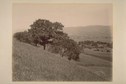 Panorama View from Hill on Caleb Carriger Place, Looking Northwest across Sonoma Valley (No.1)