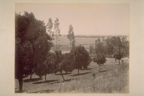 View from Caleb Carriger Orange Orchard, looking Southwest