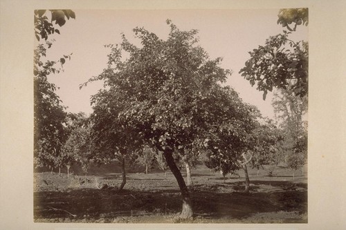 Quince Orchard, on Farm of Geo. H. Maxwell