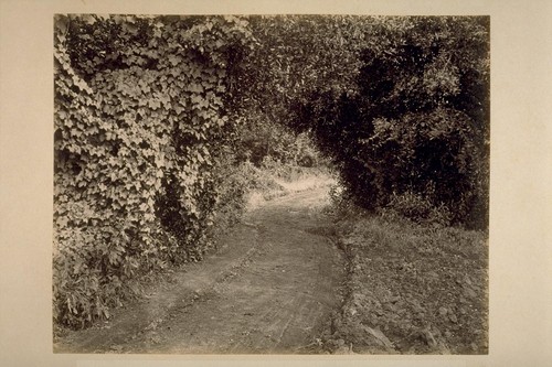 Natural Arch of Laurels, Looking West on Road to El Verano