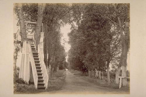 Entrance Drive - Avenue of Poplars, Lachryma Montis