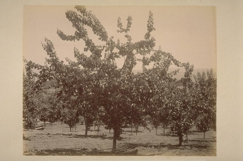 Apricot Tree, in Caleb Carriger Orchard