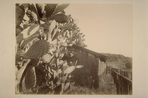 Cactus and Old Adobe, Lachryma Montis