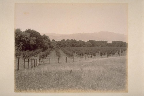 Orchard of French Prunes, on Farm of Geo. H. Maxwell