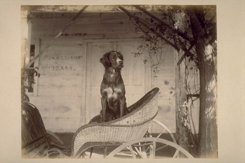 [Dog in carriage]