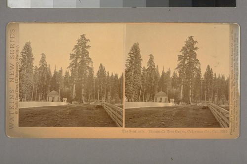 The Sentinels. Mammoth Tree Grove, Calaveras Co., Cal