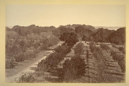 Orchard in front of the Bungalow