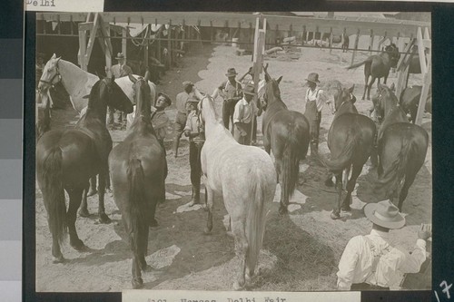 No. 181. Horses, Delhi Fair