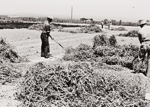 Japanese employees threshing by hand at W. Atlee Burpee Company, Floradale Farms, Lompoc : 1939