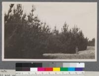 Pinus radiata. Mitchell and grove of Monterey pines 7-8 years old around yard of office of Los Berros Land and Water Company at Callendar, San Luis Obispo County, California. The leader on one of these trees was over 4 feet in length. Very sandy land. Metcalf, May, 1916