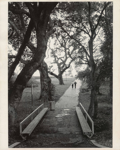 Bridge with benches and oak trees