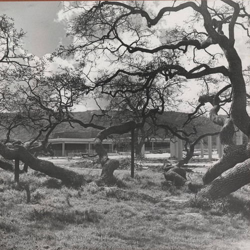 Oak tree and construction of Administration building, Saratoga campus