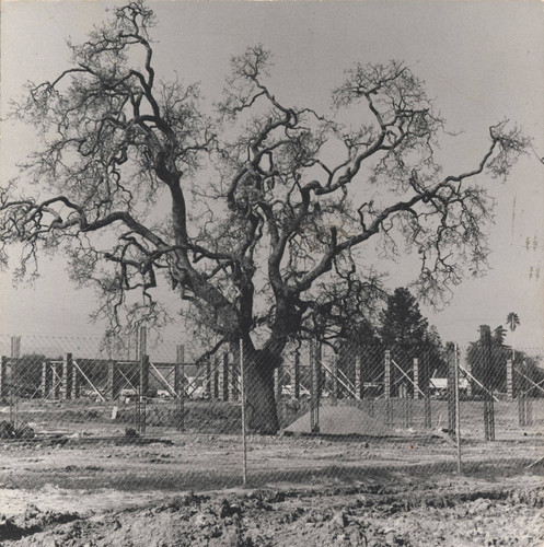 Oak tree and construction