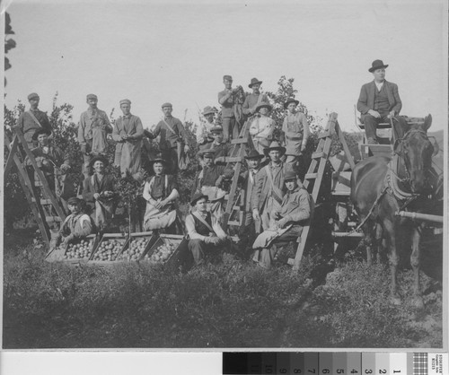 Citrus pickers in Whittier