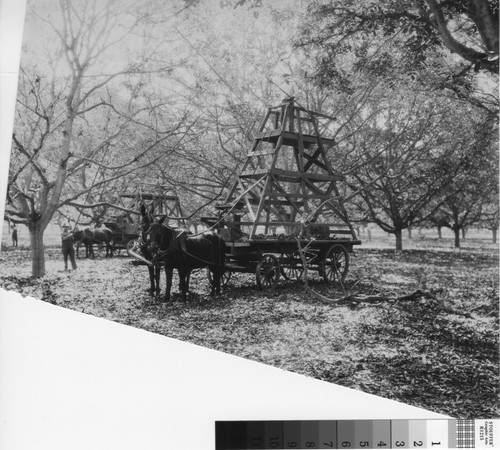 Pruning walnut trees in the early 1900s