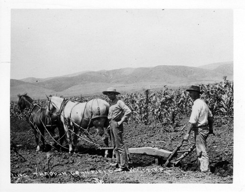 Plowing through cornfield on an East Whittier farm