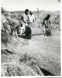 Farmers working with a harvesting machine