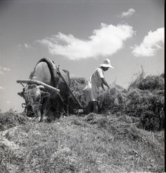 Farmer loading an ox cart with his harvest