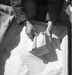 Sorting or sifting rice — Calisphere