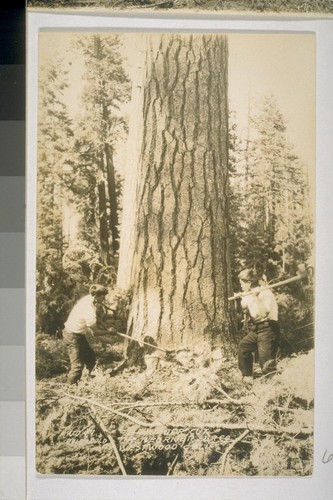 Photographic postcards of lumber operations in Susanville and Westwood