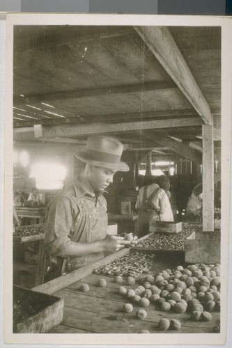 Snapshots of agricultural laborers