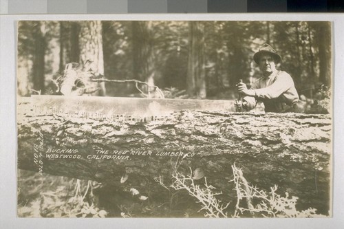 Photographic postcards of lumber operations in Susanville and Westwood