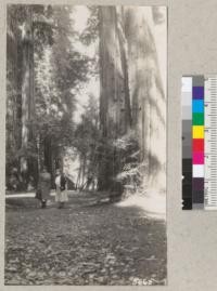 Redwoods in Muir Woods National Monument. September 1934. Metcalf