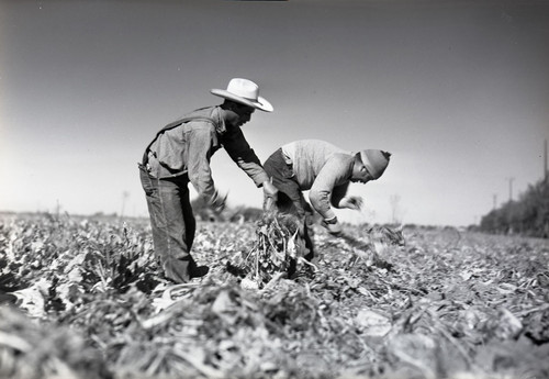 Two Mexican workers, one with a stocking cap, hoeing sugar beets [second different view ]